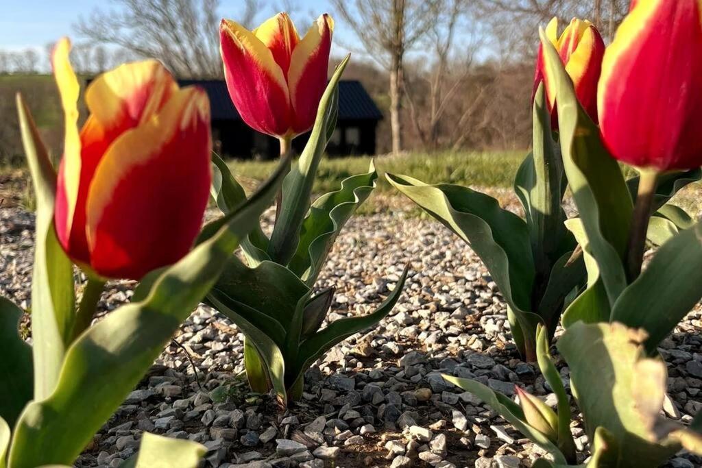 #4 Kentucky Bourbon Trail Bourbon Barrel Cottages Lawrenceburg エクステリア 写真